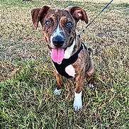 Rocky joined the competition — help win amazing prizes! dog, puppy, brindle, sitting, grass, outdoors, pet, harness, leash, tongue, panting, white_paws, brown_fur, black_fur, white_chest, floppy_ears, animal_portrait, playful, happy, lawn