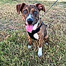 dog, puppy, brindle, sitting, grass, outdoors, pet, harness, leash, tongue, panting, white_paws, brown_fur, black_fur, white_chest, floppy_ears, animal_portrait, playful, happy, lawn