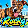 Rocky joined the competition — help win amazing prizes! dog, brindle_dog, puppy, pet, animal, portrait, lying_down, tongue_out, open_mouth, blue_eyes, harness, paws, fur, outdoor, beach, palm_trees, blue_sky, seaside, colorful_graphics, text_overlay