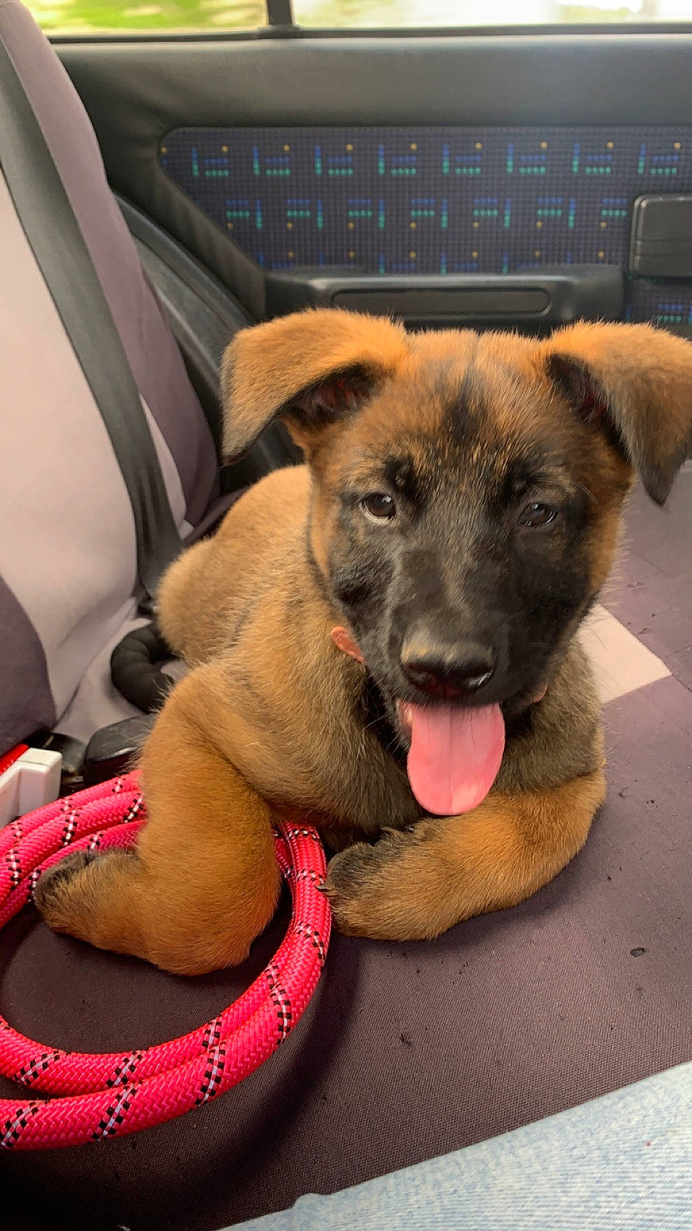 Mayka participe au concours pour gagner de l'argent avec cette photo : canidae, car_seat, car_seat_cover, carnivore, collar, comfort, companion_dog, dog, dog_breed, dog_collar, fawn, foot, fur, guard_dog, head_restraint, paw, snout, sporting_group, vehicle_door, working_animal