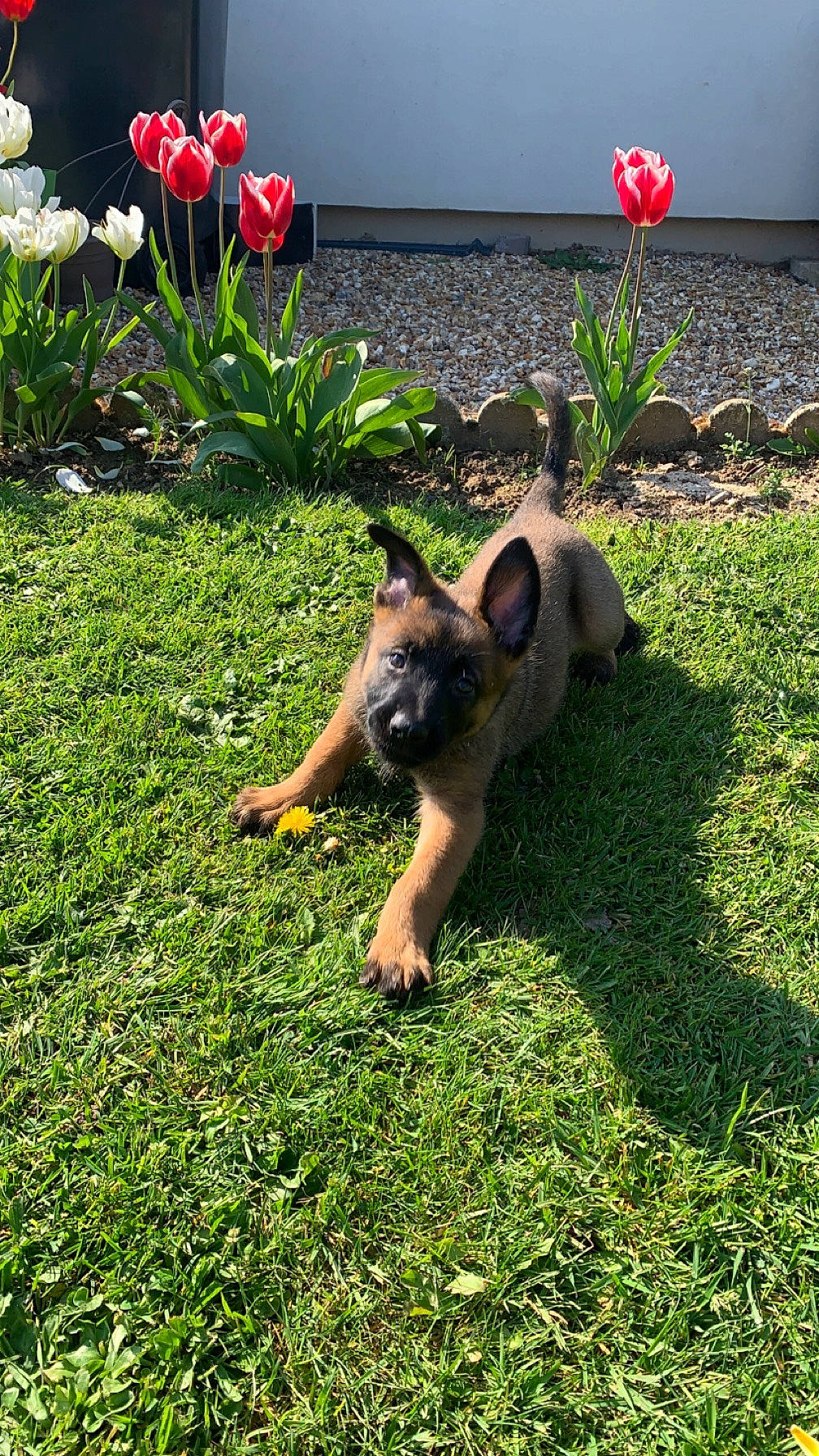Mayka participe au concours pour gagner de l'argent avec cette photo : botany, carnivore, companion_dog, dog, dog_breed, fawn, flower, flowering_plant, garden, grass, groundcover, herbaceous_plant, landscape, lawn, old_german_shepherd_dog, petal, plant, shrub, summer, water