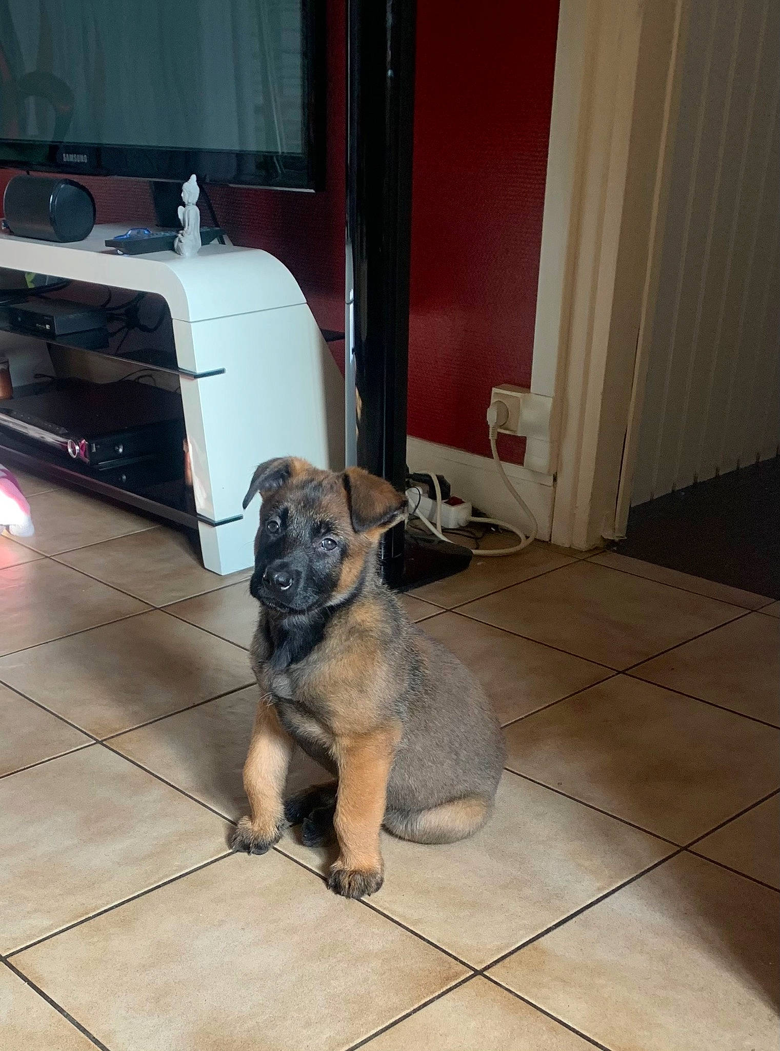 Mayka participe au concours pour gagner de l'argent avec cette photo : carnivore, companion_dog, dog, dog_breed, door, fender, floor, flooring, fur, gas, hardwood, home_door, paw, room, tail, tile, tints_and_shades, wood, wood_flooring, working_animal
