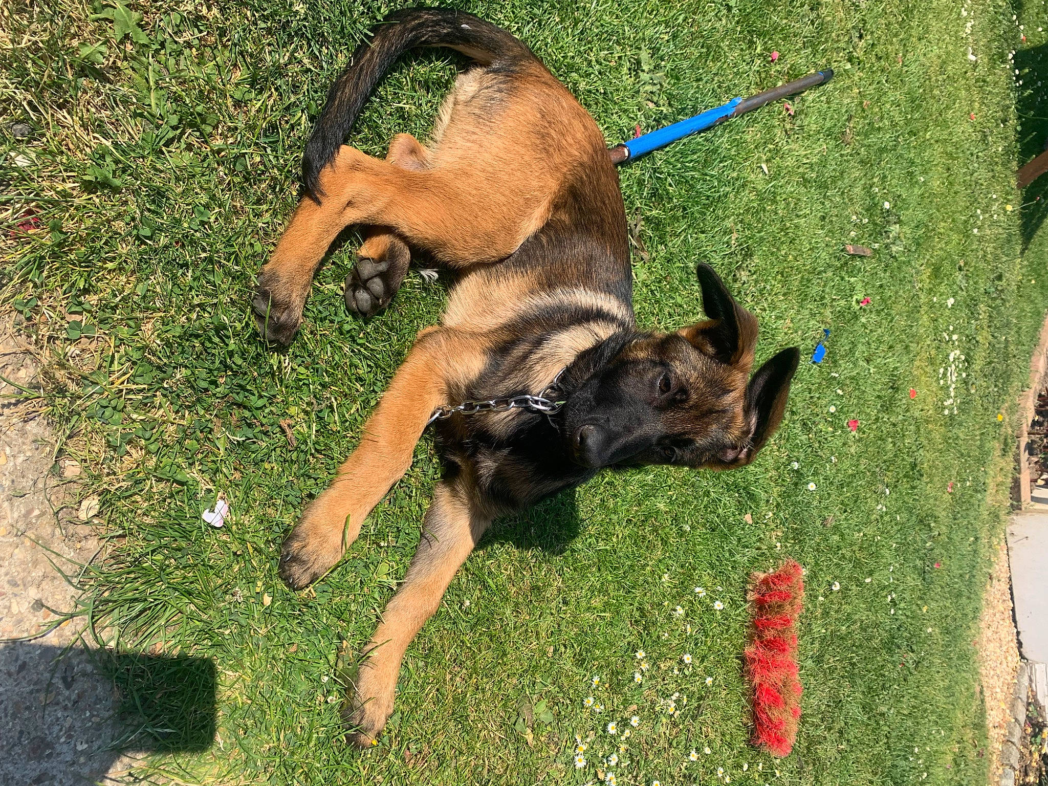 Mayka a rejoint le concours — aidez-le/la à gagner de superbes lots ! art, canidae, carnivore, dog, dog_breed, fawn, grass, guard_dog, hunting_dog, lawn, leash, pinscher, plant, shadow, snout, sporting_group, tail, terrestrial_animal, working_animal, working_dog