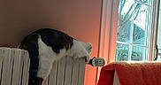 Sweety participe au concours pour gagner de l'argent avec cette photo : cat, radiator, indoor, heater, window, blanket, chair, painting, wall, orange, cozy, relaxed, furniture, home, pet, animal, resting, daylight, curtain, comfort