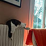 cat, radiator, indoor, heater, window, blanket, chair, painting, wall, orange, cozy, relaxed, furniture, home, pet, animal, resting, daylight, curtain, comfort