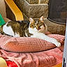 cat, tabby_cat, white_cat, pet, feline, resting, cushion, blanket, indoor, cozy, stone_wall, fireplace, wooden_chair, relaxed, paw, fur, animal, household, comfortable, sleepy