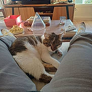 Sweety a rejoint le concours — aidez-le/la à gagner de superbes lots ! cat, couch, legs, person, television, coffee_table, book, candle, decor, window, indoor, living_room, socks, pants, relaxation, daylight, furniture, pet, home, cozy