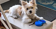 Bali participe au concours pour gagner de l'argent avec cette photo : dog, small_dog, fluffy, white_fur, tan_fur, harness, leash, blue_leash, bench, cushioned_bench, indoor, floor_mat, rug, looking_at_camera, pet, domestic_animal, resting, cozy, home, curious