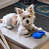 dog, small_dog, fluffy, white_fur, tan_fur, harness, leash, blue_leash, bench, cushioned_bench, indoor, floor_mat, rug, looking_at_camera, pet, domestic_animal, resting, cozy, home, curious