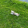 Bali a rejoint le concours — aidez-le/la à gagner de superbes lots ! dog, grass, leash, flower, outdoor, field, water, pond, nature, pet, small_dog, canine, greenery, animal, summer, relaxing, fur, cute, laying_down, scenery
