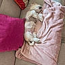 Bali a rejoint le concours — aidez-le/la à gagner de superbes lots ! dog, sleeping, couch, blanket, pillow, pet, indoor, cozy, relaxing, fur, small_dog, canine, resting, home, furniture, textile, comfortable, cute, animal, laying