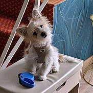 Bali participe au concours pour gagner de l'argent avec cette photo : dog, small_dog, pet, curious, fluffy, cushioned_bench, blue_leash, indoor, staircase, red_carpet, blue_wall, decorative_wall, furniture, leash, head_tilt, canine, domestic_animal, cute, animal, companion