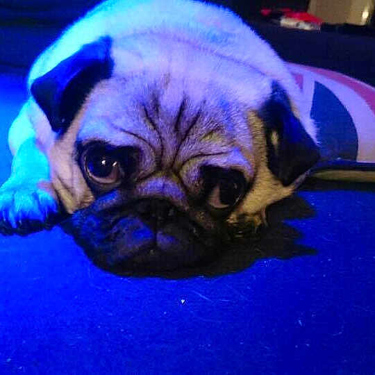 Lupin joined the competition — help win amazing prizes!