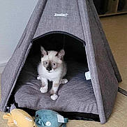 Angel a rejoint le concours — aidez-le/la à gagner de superbes lots ! kitten, cat, pet_tent, teepee, indoor, plush_toy, floor, tile_floor, gray, white, brown, animal, cute, small, feline, cozy, home, soft, toy, resting