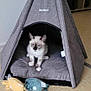 kitten, cat, pet_tent, teepee, indoor, plush_toy, floor, tile_floor, gray, white, brown, animal, cute, small, feline, cozy, home, soft, toy, resting