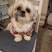 Louie joined the competition — help win amazing prizes! dog, small_dog, white_dog, fluffy_dog, pet, indoor, chair, cushion, carpet, household, looking_up, cute, sitting, fur, domestic_animal, shirt, striped_shirt, floor, door, cozy