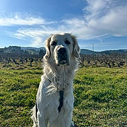 Tao participe au concours pour gagner de l'argent avec cette photo : animal, canine, clouds, daytime, dog, field, fur, grass, hills, landscape, leash, mammal, nature, outdoor, pet, sitting, sky, sunlight, vineyard, white_dog