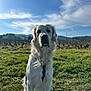 animal, canine, clouds, daytime, dog, field, fur, grass, hills, landscape, leash, mammal, nature, outdoor, pet, sitting, sky, sunlight, vineyard, white_dog