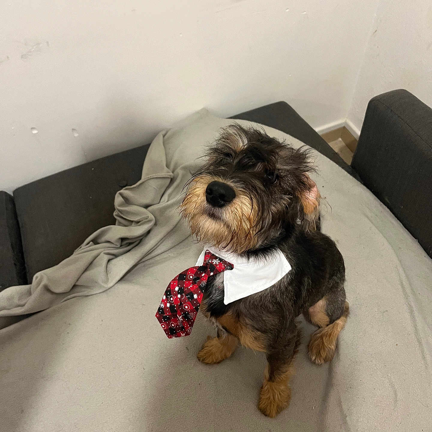 Venom a rejoint le concours — aidez-le/la à gagner de superbes lots ! accessories, affenpinscher, airedale, animal, bed, bedroom, canine, couch, dog, formalwear, furniture, homedecor, indoors, linen, necktie, pet, puppy, room, terrier, tie