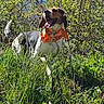 dog, outdoor, grass, greenery, nature, sunlight, blue_sky, bandana, pet, happy, tongue_out, beagle, leash, spring, leafy_bushes, canine, animal, daytime, playful, fur