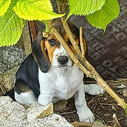 Java participe au concours pour gagner de l'argent avec cette photo : animal, black, branch, brown, cute, dog, eyes, fur, ground, hide_and_seek, leaf, nature, nose, outdoor, pet, playful, puppy, rock, white, young