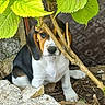 puppy, dog, leaf, branch, rock, outdoor, nature, animal, young, cute, pet, brown, black, white, fur, eyes, nose, playful, hide_and_seek, ground