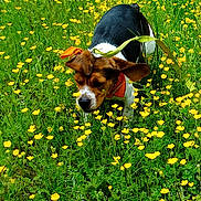 Java a rejoint le concours — aidez-le/la à gagner de superbes lots ! dog, puppy, beagle, wildflowers, yellow_flowers, grass, outdoor, nature, greenery, animal, pet, sniffing, ears, harness, field, spring, summer, leash, playful, cute