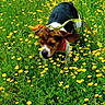 dog, puppy, beagle, wildflowers, yellow_flowers, grass, outdoor, nature, greenery, animal, pet, sniffing, ears, harness, field, spring, summer, leash, playful, cute