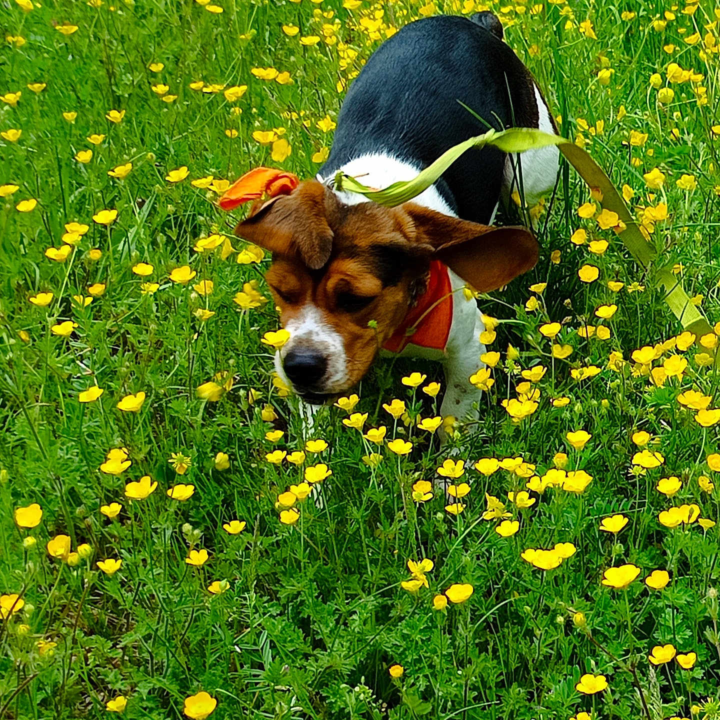 Java a rejoint le concours — aidez-le/la à gagner de superbes lots ! dog, puppy, beagle, wildflowers, yellow_flowers, grass, outdoor, nature, greenery, animal, pet, sniffing, ears, harness, field, spring, summer, leash, playful, cute