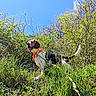 dog, beagle, orange_bandana, grass, greenery, bushes, blue_sky, sunny_day, outdoor, nature, pet, canine, animal, tongue_out, happy, summer, walking, leash, adventure, field