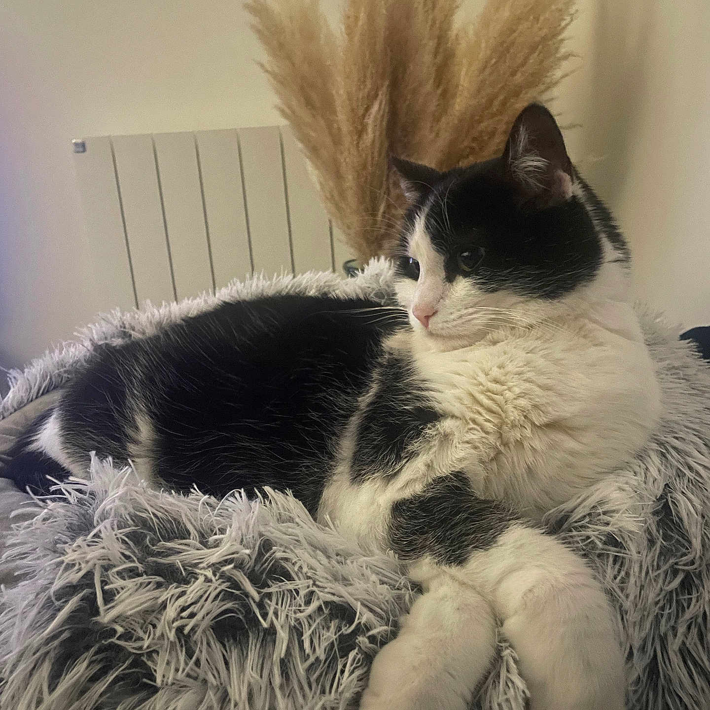 Inaya a rejoint le concours — aidez-le/la à gagner de superbes lots ! abyssinian, animal, architecture, armchair, blanket, building, cat, chair, clothing, couch, fur, furniture, indoors, kitten, livingroom, manx, person, pet, room, sleeping