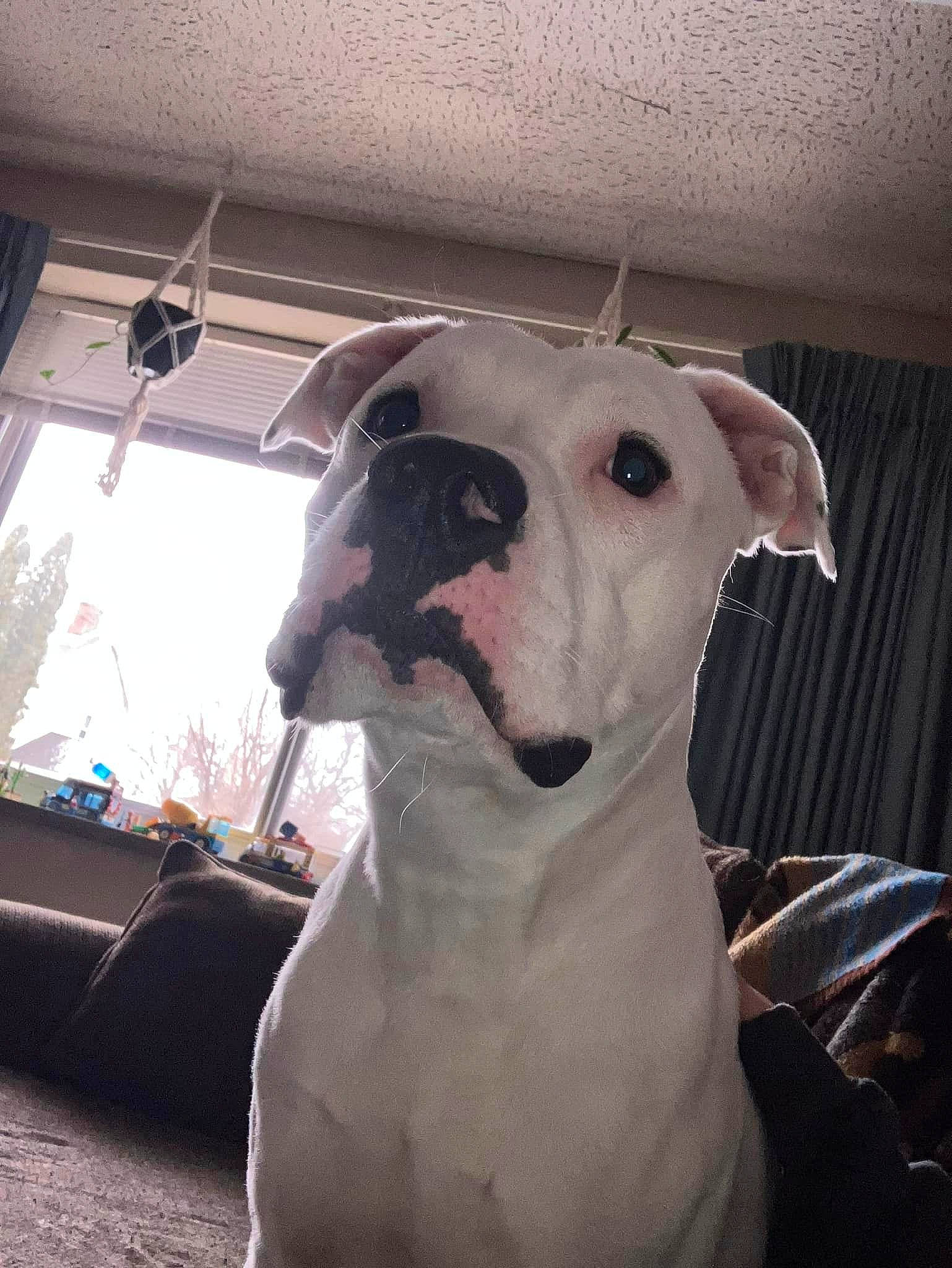 Eugene is registered to the contest to win money with this photo: canidae, carnivore, collar, companion_dog, dog, dog_breed, dog_collar, dogo_argentino, dogo_guatemalteco, fawn, guard_dog, non_sporting_group, pet_supply, snout, sporting_group, whiskers, working_animal