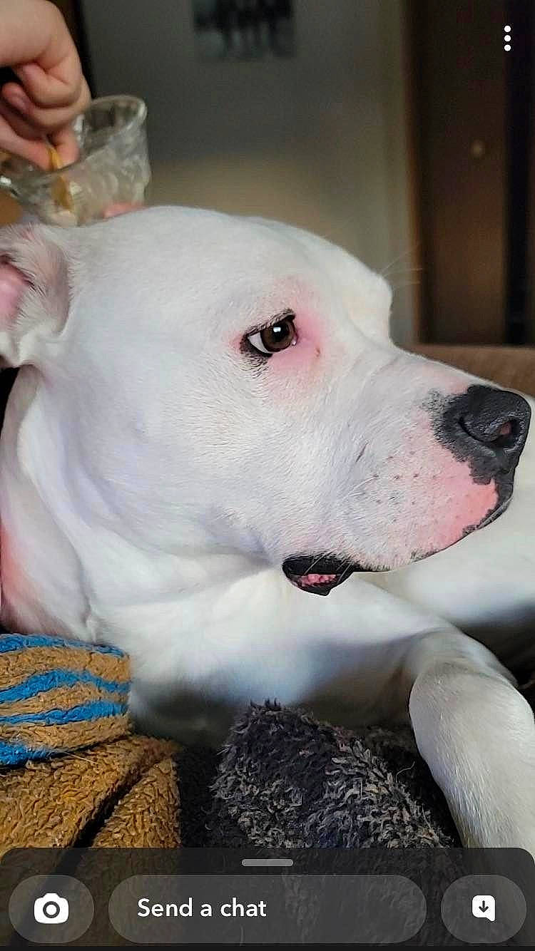 Eugene joined the competition — help win amazing prizes! canidae, carnivore, collar, companion_dog, dog, dog_breed, dog_collar, dog_supply, dogo_argentino, dogo_guatemalteco, ear, fawn, guard_dog, non_sporting_group, pet_supply, snout, sporting_group, tableware, whiskers, working_animal