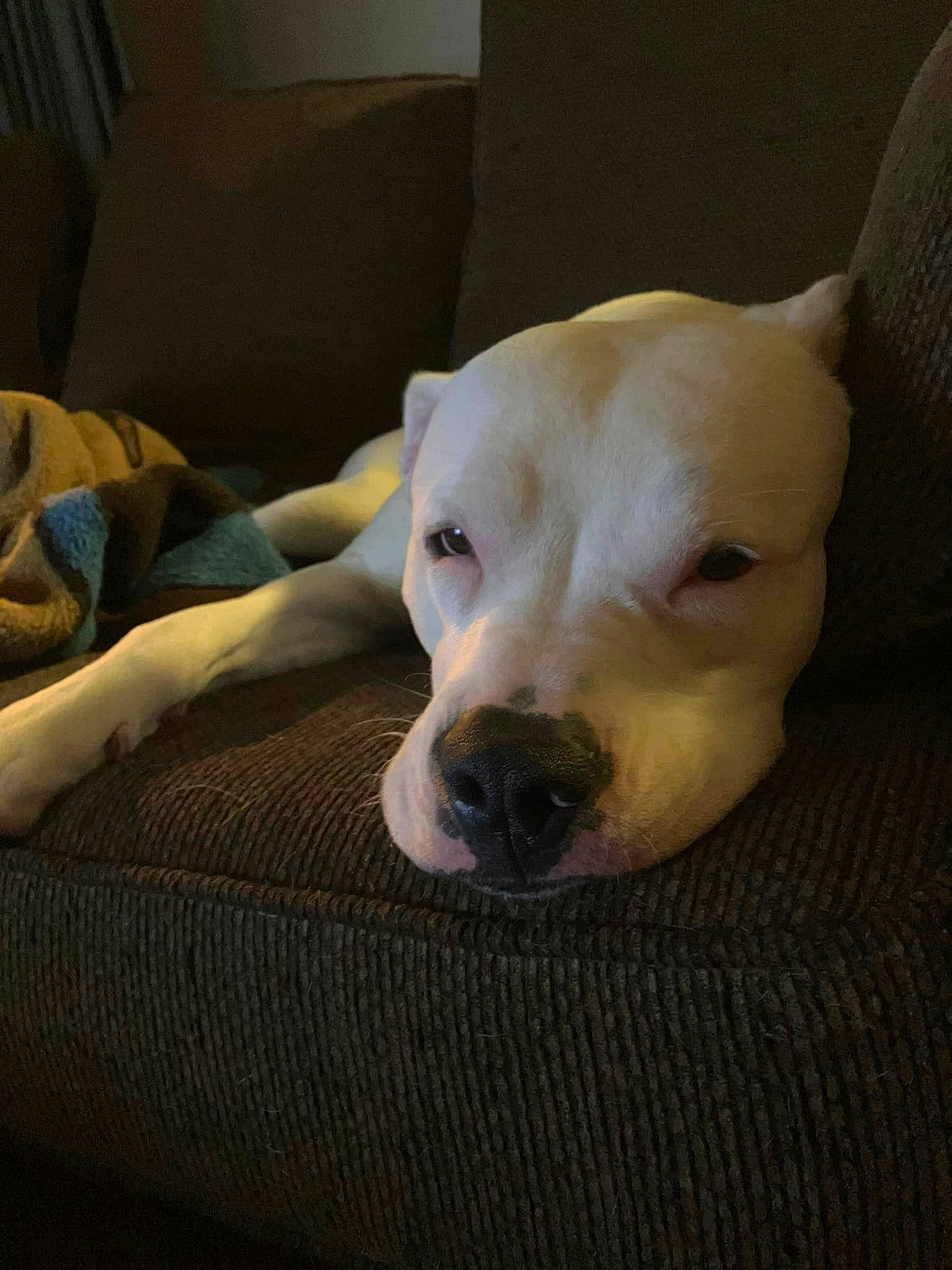 Eugene joined the competition — help win amazing prizes! canidae, carnivore, comfort, companion_dog, couch, dog, dog_breed, dog_supply, fawn, fur, guard_dog, labrador_retriever, retriever, snout, sporting_group, tail, terrestrial_animal, toy_dog, whiskers, working_animal