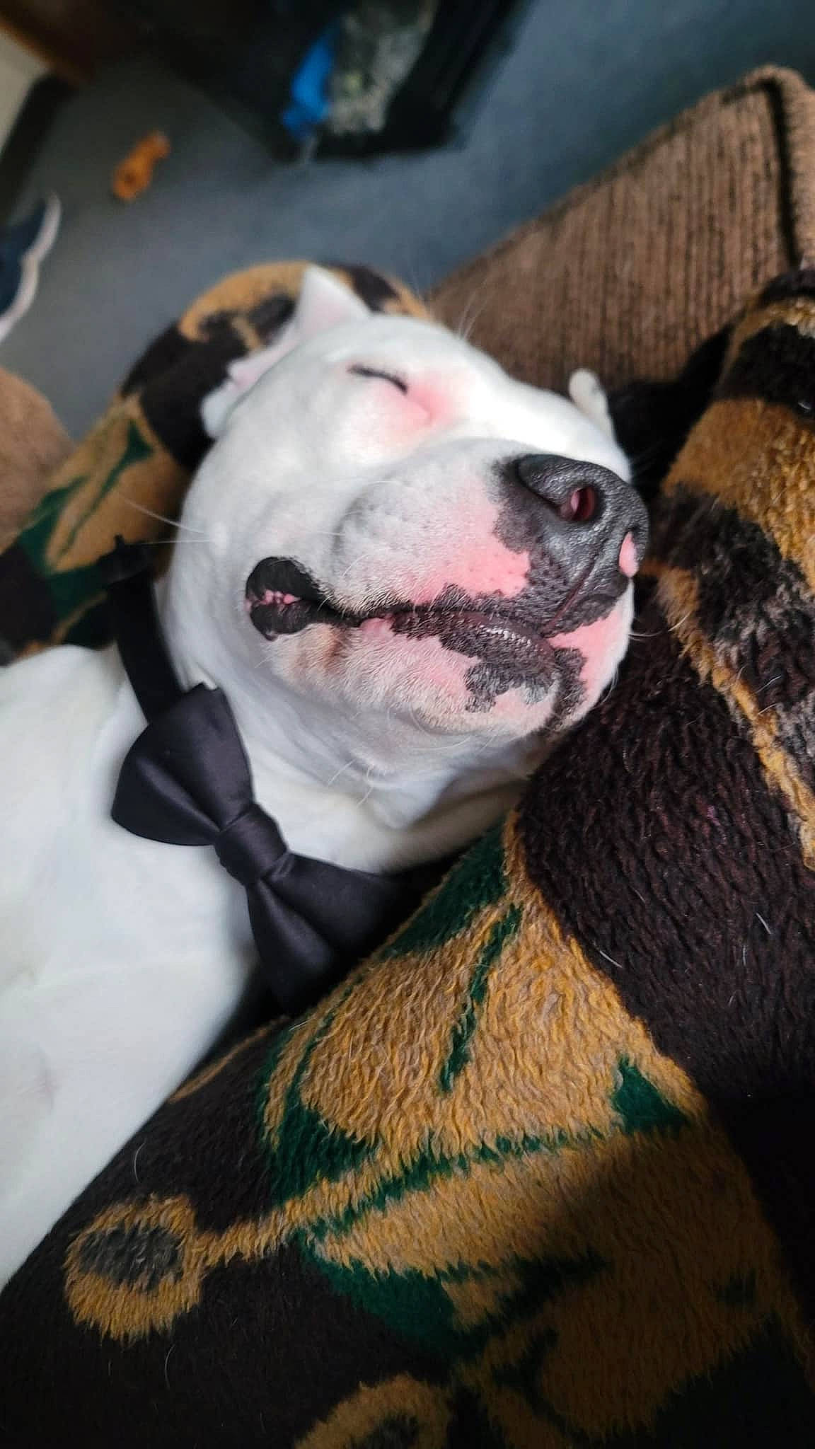 Eugene joined the competition — help win amazing prizes! canidae, carnivore, collar, companion_dog, couch, dalmatian, dog, dog_breed, dog_clothes, dog_collar, fang, fawn, fur, guard_dog, paw, snout, sporting_group, stuffed_toy, whiskers, working_animal