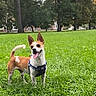dog, park, grass, outdoors, pet, harness, standing, happy, tongue, ears, tail, brown_and_white, greenery, lawn, trees, nature, city_park, animal, portrait, daylight