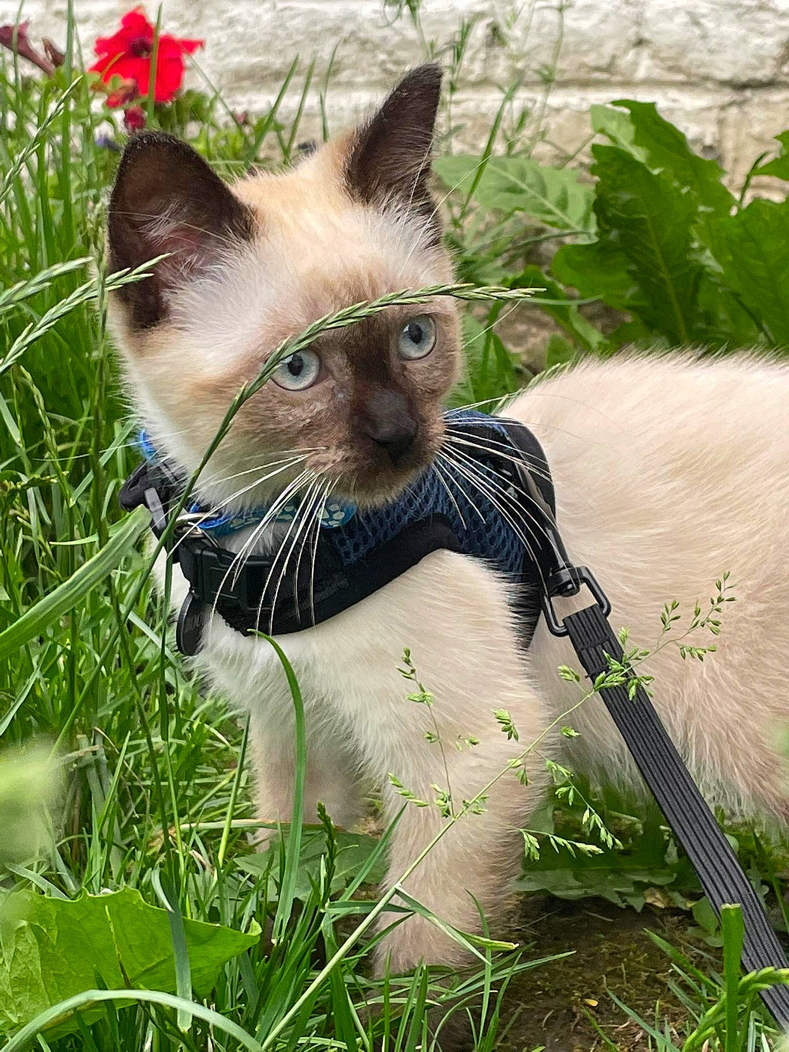 Bounty participe au concours pour gagner de l'argent avec cette photo : carnivore, cat, domestic_short_haired_cat, fawn, felidae, fur, grass, groundcover, herbaceous_plant, iris, plant, shrub, siamese, small_to_medium_sized_cats, snout, tail, terrestrial_animal, tree, whiskers, wildlife