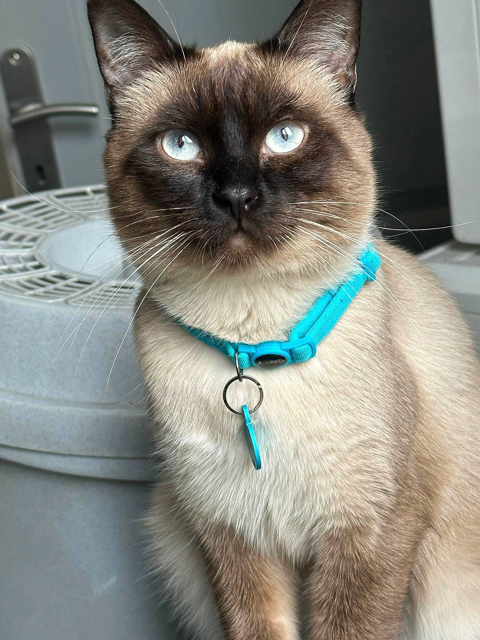 Bounty participe au concours pour gagner de l'argent avec cette photo : birman, carnivore, cat, close_up, collar, domestic_short_haired_cat, electric_blue, eye, fawn, felidae, fur, head, iris, pet_supply, siamese, small_to_medium_sized_cats, snout, terrestrial_animal, thai, whiskers