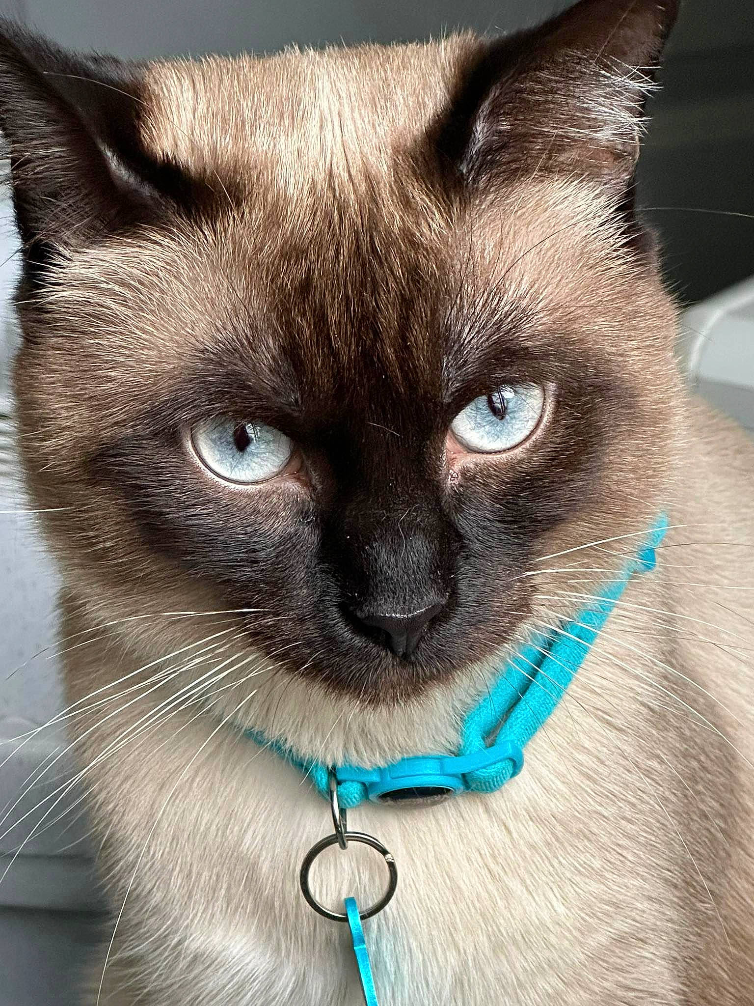 Bounty a rejoint le concours — aidez-le/la à gagner de superbes lots ! balinese, carnivore, cat, close_up, domestic_short_haired_cat, electric_blue, eye, fawn, felidae, fur, head, iris, jewellery, russian_blue, siamese, small_to_medium_sized_cats, snout, vertebrate, whiskers, window