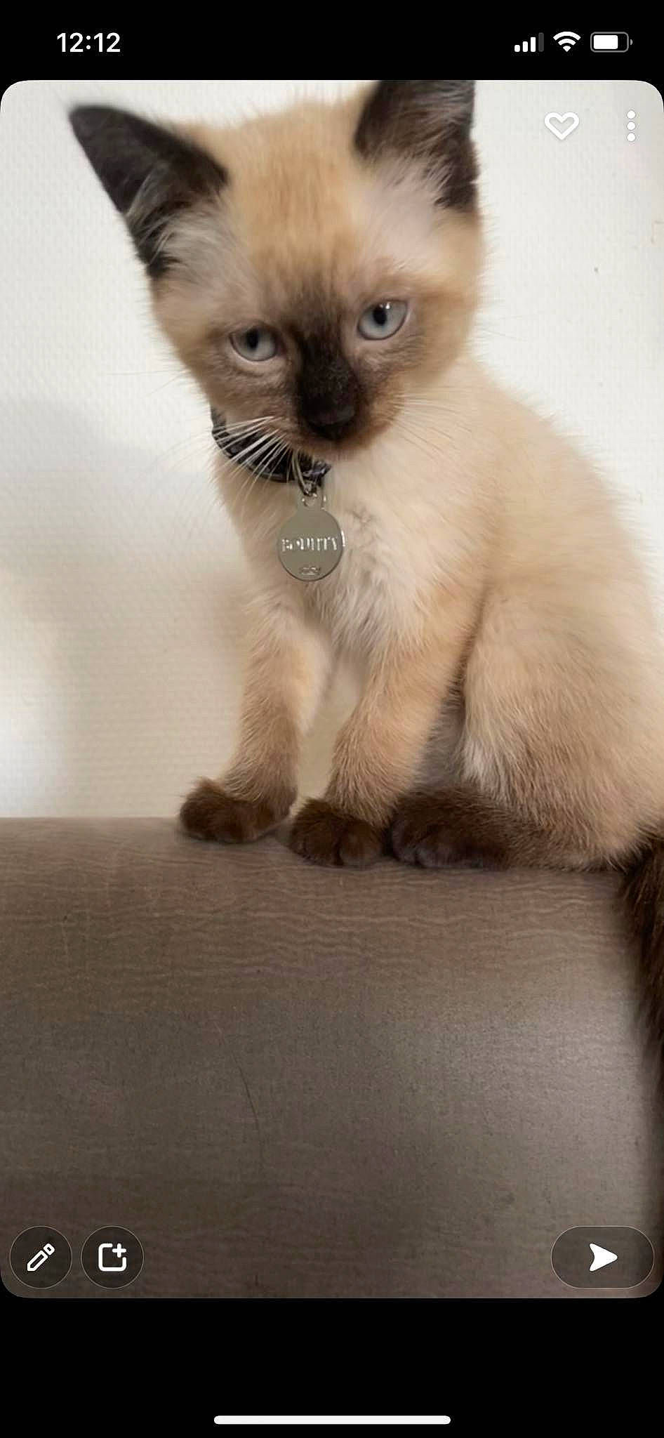 Bounty a rejoint le concours — aidez-le/la à gagner de superbes lots ! birman, carnivore, cat, felidae, fur, siamese, small_to_medium_sized_cats, terrestrial_animal, whiskers