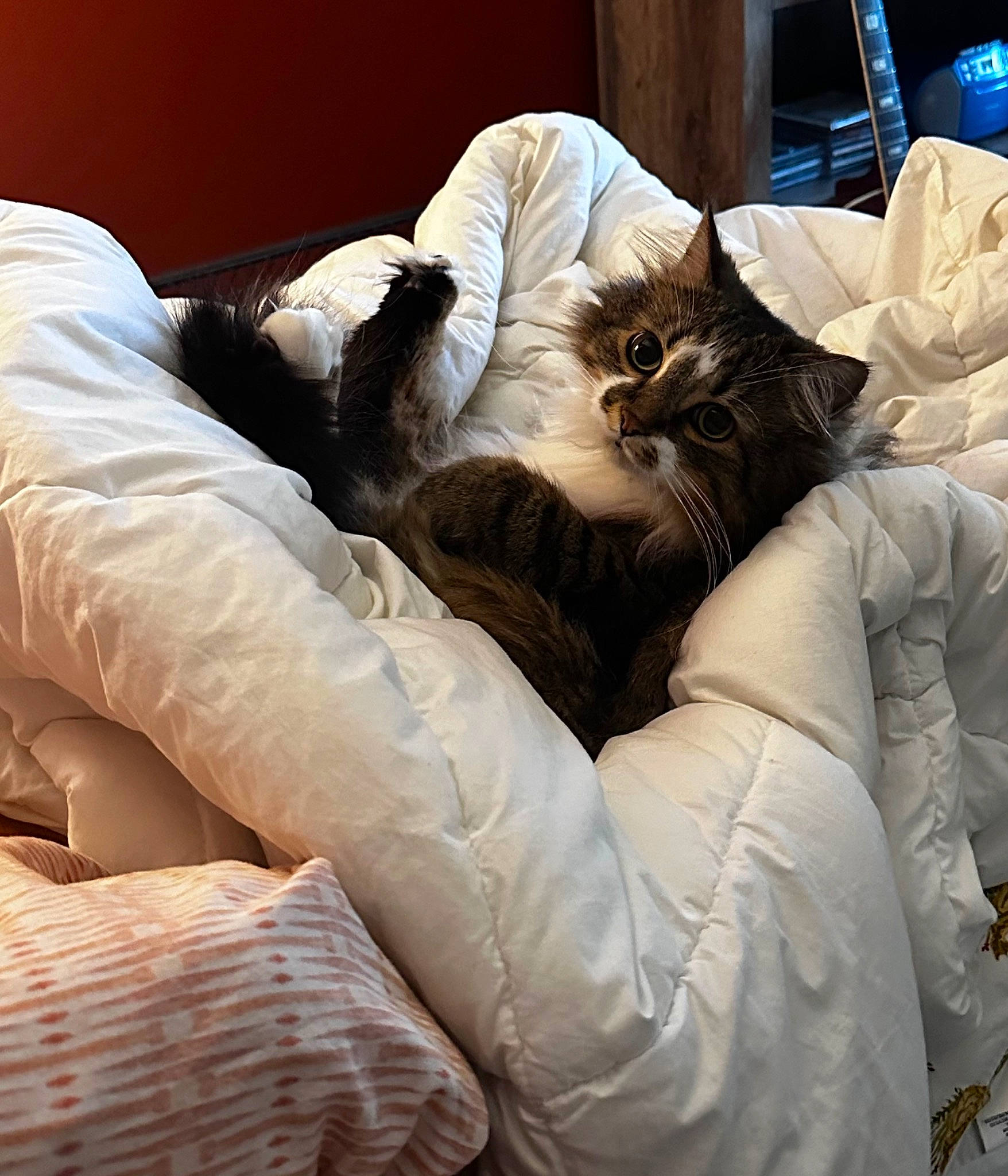 Rahm Patel joined the competition — help win amazing prizes! bed_sheet, bedding, carnivore, cat, claw, comfort, fawn, felidae, fur, human_leg, linens, nap, paw, room, sitting, small_to_medium_sized_cats, textile, whiskers, white