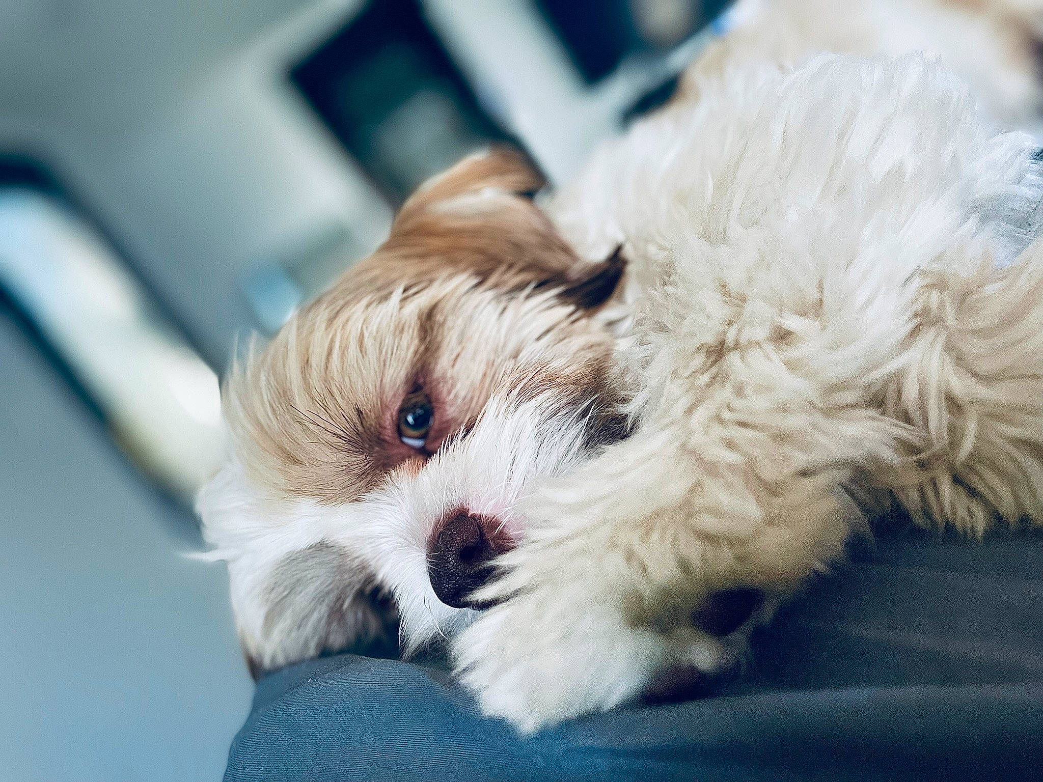 Niko is registered to the contest to win money with this photo: ball, carnivore, comfort, companion_dog, dog, dog_breed, dog_supply, fawn, fur, paw, puppy_love, shih_poo, small_terrier, snout, sporting_group, terrier, toy, toy_dog, whiskers, working_animal