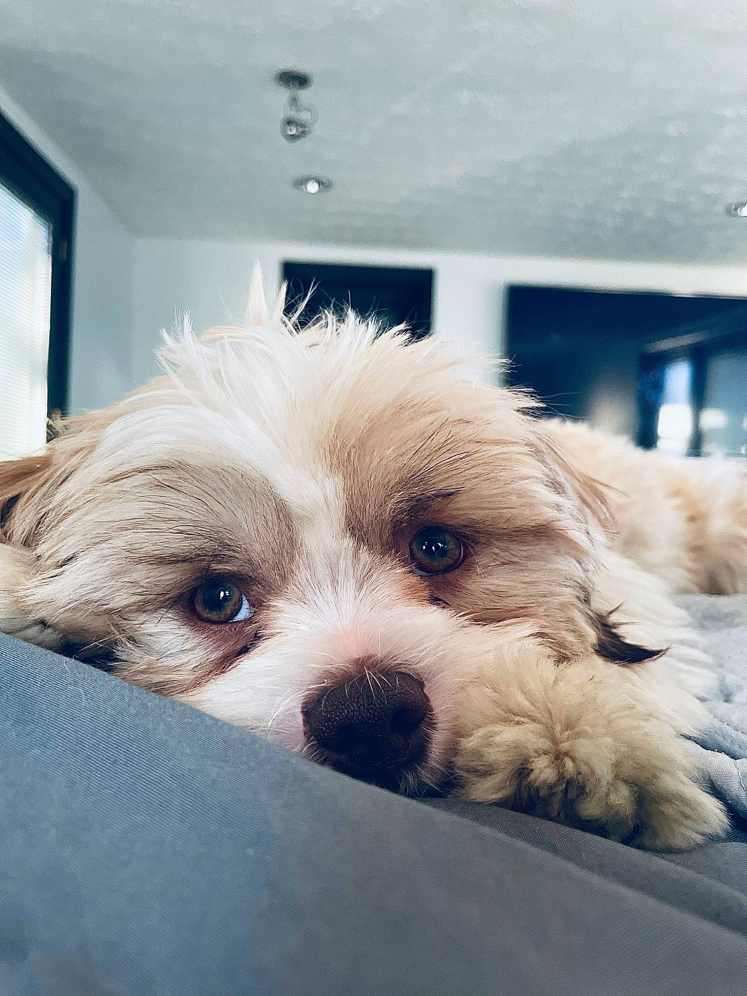 Niko joined the competition — help win amazing prizes! canidae, carnivore, chair, comfort, companion_dog, dog, dog_breed, eyewear, fawn, fur, maltepoo, mammal, puppy_love, small_terrier, snout, sporting_group, terrier, toy_dog, vertebrate, working_animal