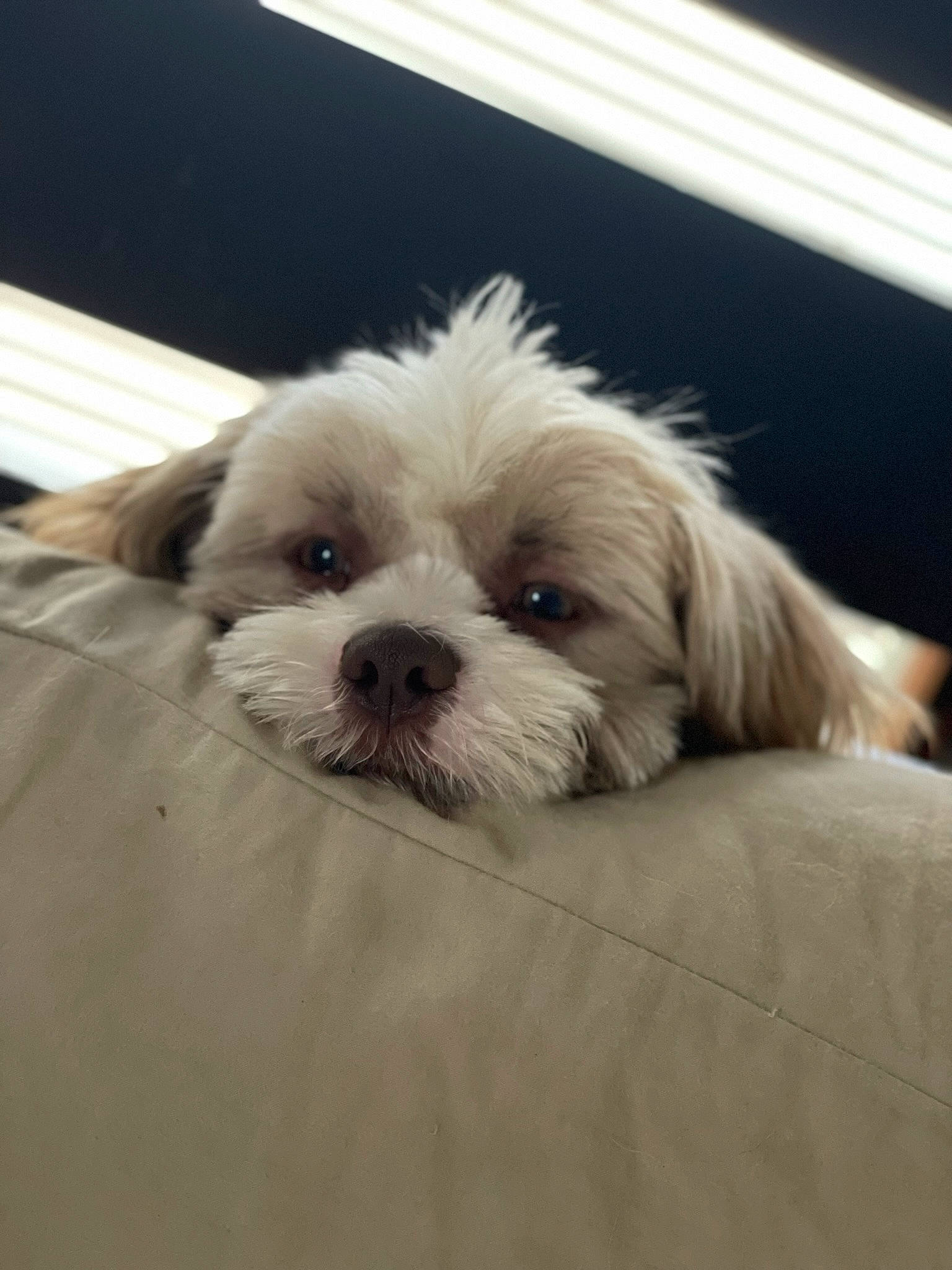 Niko is registered to the contest to win money with this photo: canidae, carnivore, cloud, comfort, companion_dog, dog, dog_breed, fur, liver, mal_shi, maltepoo, poodle_crossbreed, puppy_love, shih_poo, shih_tzu, small_terrier, sporting_group, terrier, toy_dog, working_animal