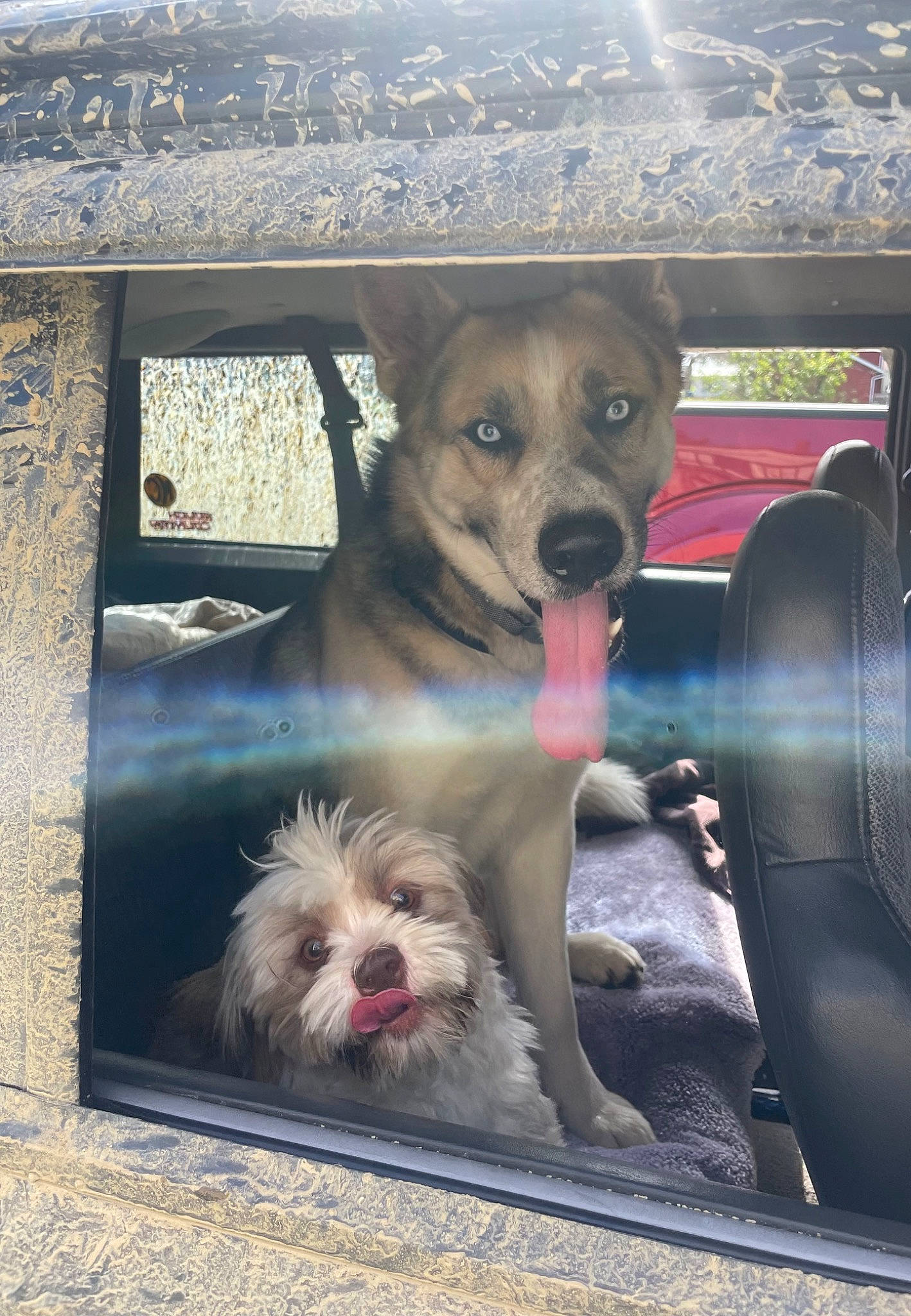 Niko joined the competition — help win amazing prizes! auto_part, canidae, carnivore, collar, companion_dog, dog, dog_breed, dog_supply, fur, glass, leash, motor_vehicle, pet_supply, small_terrier, snout, sporting_group, terrier, toy_dog, wheel, working_animal