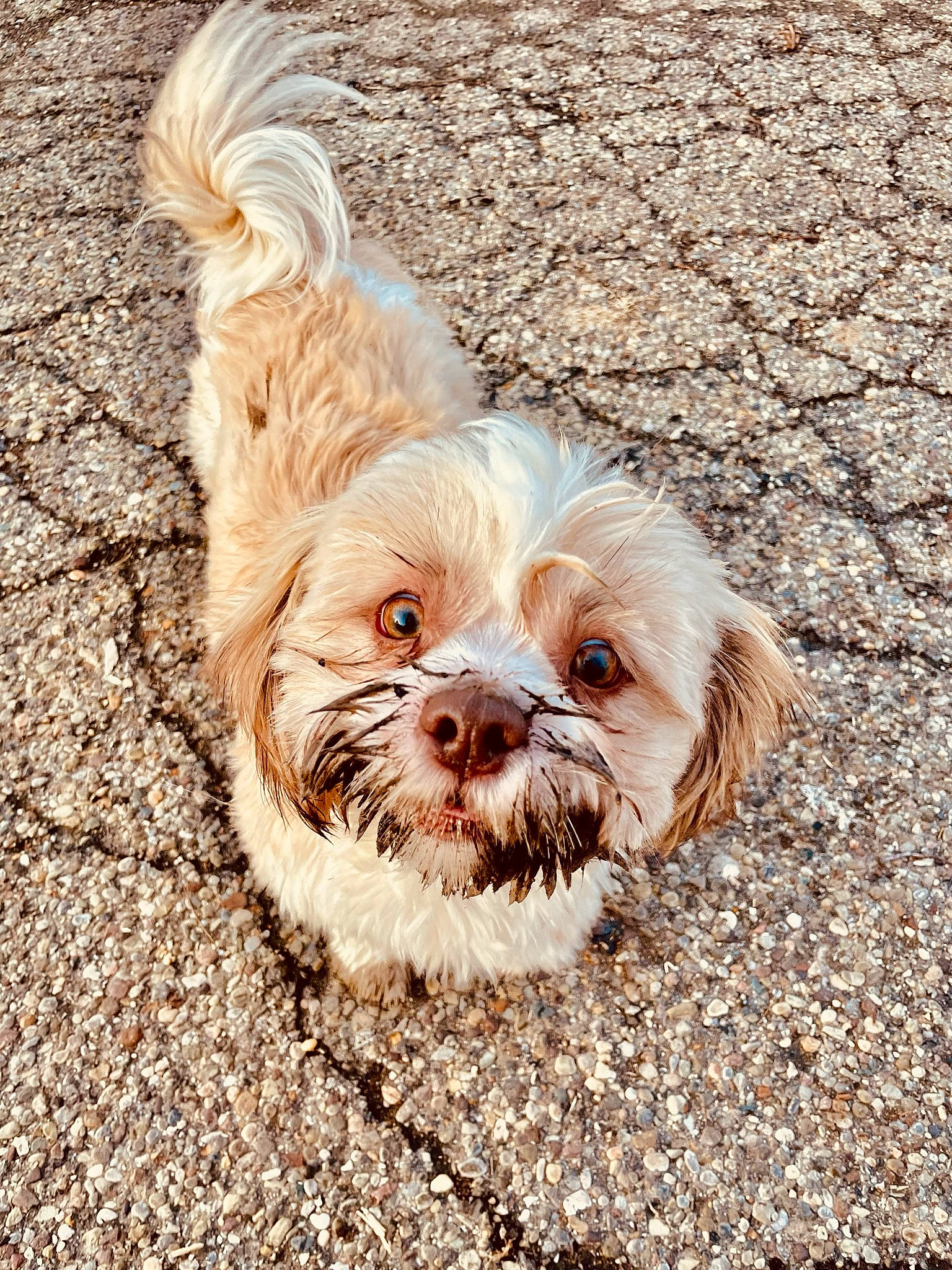 Niko is registered to the contest to win money with this photo: canidae, carnivore, companion_dog, dog, dog_breed, dog_supply, fawn, fur, liver, small_terrier, snout, soil, sporting_group, terrestrial_animal, terrier, toy_dog, whiskers, wood, working_animal, wrinkle