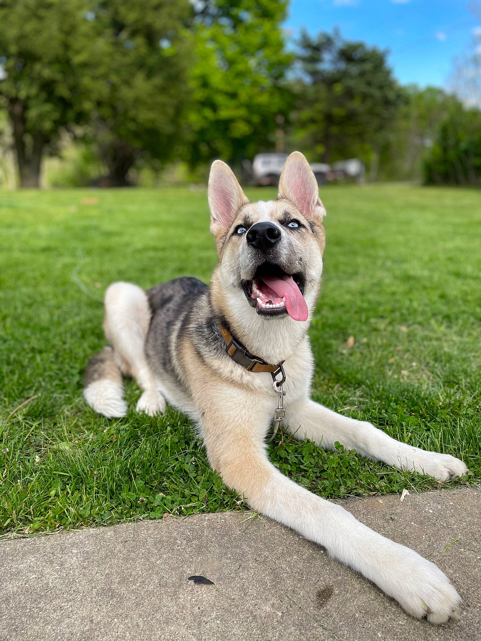 Remington joined the competition — help win amazing prizes! canidae, carnivore, cloud, collar, companion_dog, dog, dog_breed, dog_supply, fawn, foot, fur, grass, paw, plant, sky, snout, sporting_group, tail, tree, working_animal