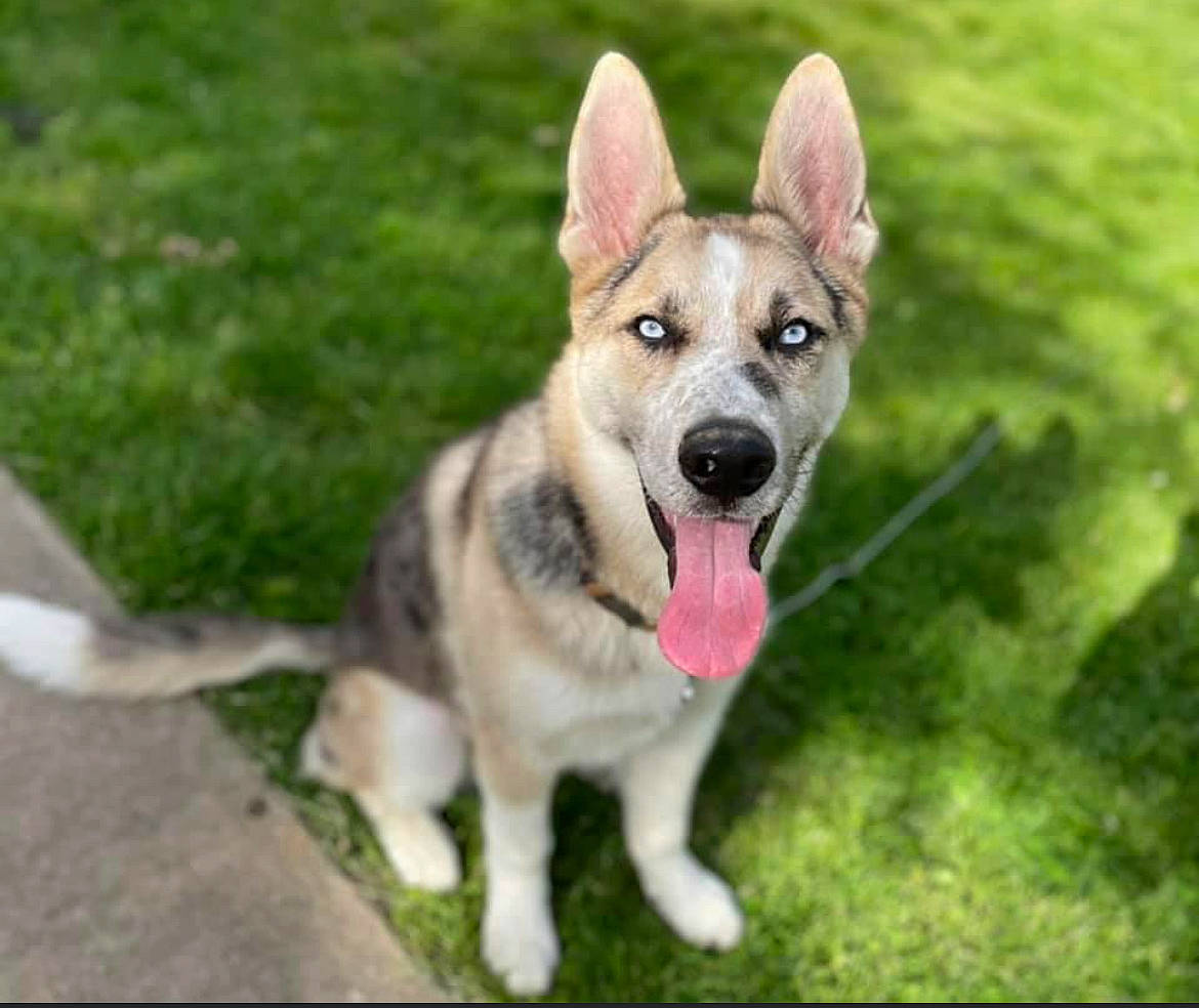 Remington is registered to the contest to win money with this photo: ancient_dog_breeds, canidae, canis, carnivore, collar, companion_dog, dog, dog_breed, dog_supply, east_european_shepherd, fang, fawn, grass, herding_dog, plant, puppy, sporting_group, terrestrial_animal, working_animal, working_dog