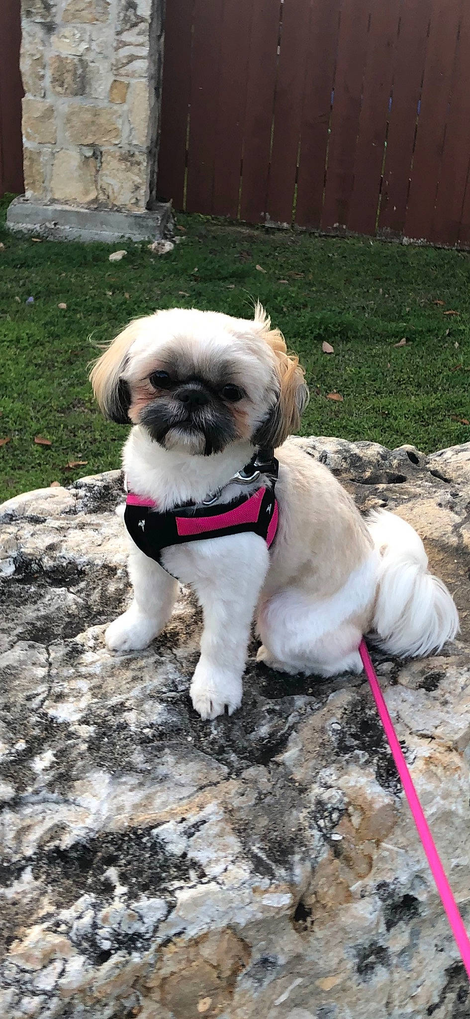 Hazel is registered to the contest to win money with this photo: ancient_dog_breeds, canidae, carnivore, chinese_imperial_dog, companion_dog, dog, dog_breed, fawn, grass, lhasa_apso, lowchen, mammal, non_sporting_group, pug, rare_breed_dog, shih_tzu, snout, sporting_group, toy_dog