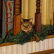 Onion is registered to the contest to win money with this photo: animal, cat, cozy, curious, decor, eyes, face, feline, fur, green_garland, holiday, home, indoor, paws, pet, sign, tabby_cat, vertical_bars, whiskers, wooden_railing